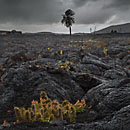 Foto Lanzarote